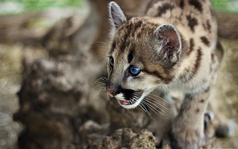 Cute Cougar Cub Wildlife Hd Wallpaper Peakpx