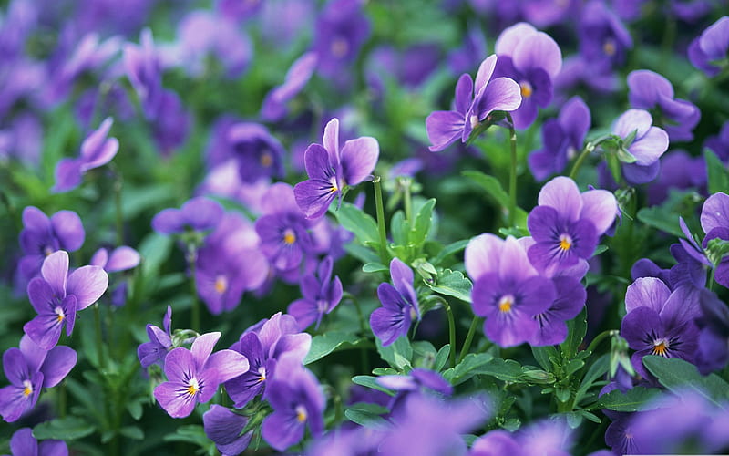 purple pansies-flowers graphy, HD wallpaper