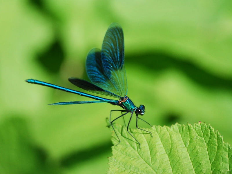 FAIRY WINGS, leaves, green, dragonflies, luminescence, gardens, damselfly, blue, HD wallpaper