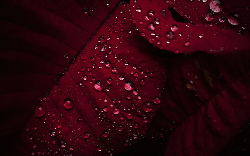 red leaves with water drops, red leaves texture, natural textures, dew drops, HD wallpaper