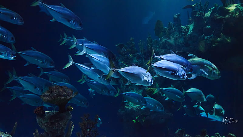 Sea Blue, swarm, sea plants, water, fish, ocean, aqua, blue, sea, Firefox theme, HD wallpaper