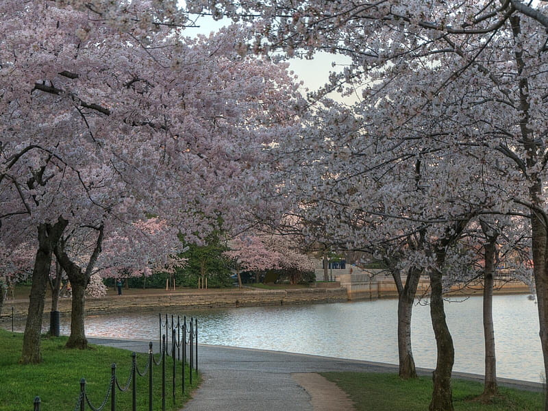 Cherry blossom park, blossom, park, cherry, HD wallpaper | Peakpx