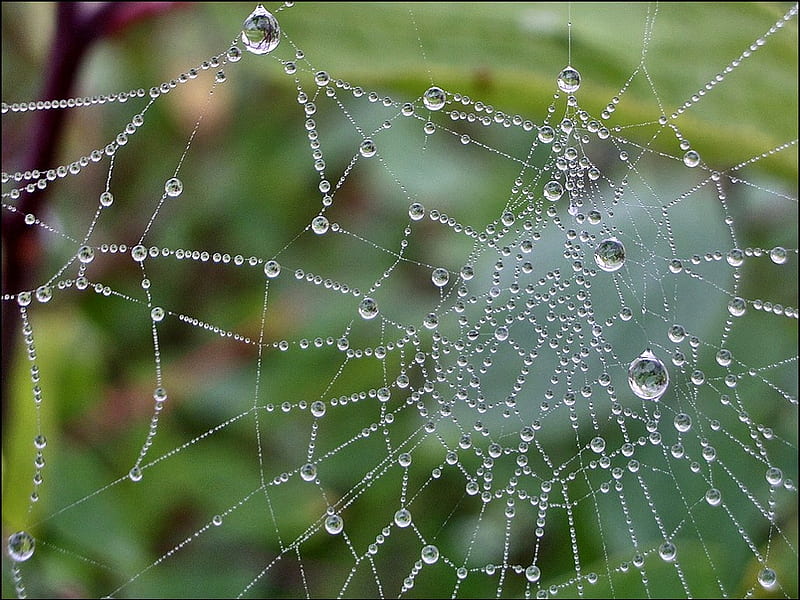 Spiderweb 2, raindrops, bugs, bonito, drops, spider, animal, bug, spiderweb, cool, water, green, web, wild, insect, morning, animals, HD wallpaper