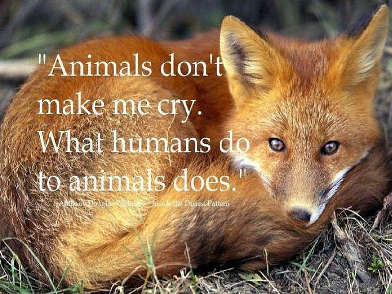Animals Don't Make Me Cry, nature, fox, animals, dogs, HD wallpaper