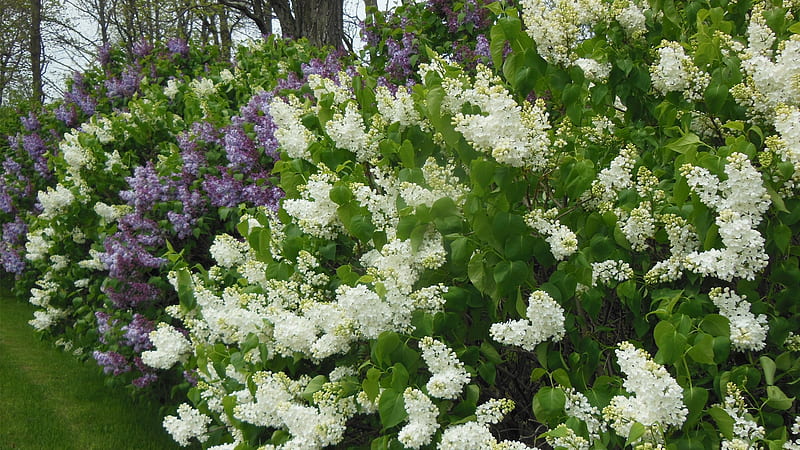 Lilac Hedge, lavender, Purple Lilacs, green, spring flower, Lavender Lilacs, flowers, Lilac Bushes, White Lilacs, white, Lilacs, HD wallpaper