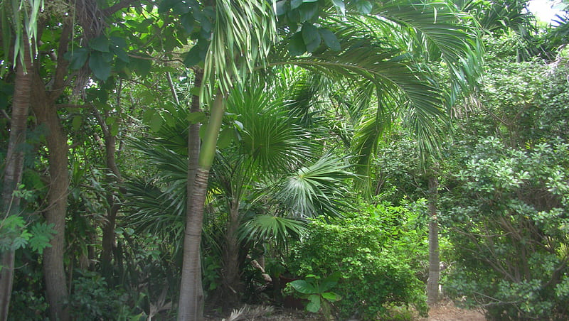 Cancun Jungle, jungle, cancun, mexico, trees, HD wallpaper