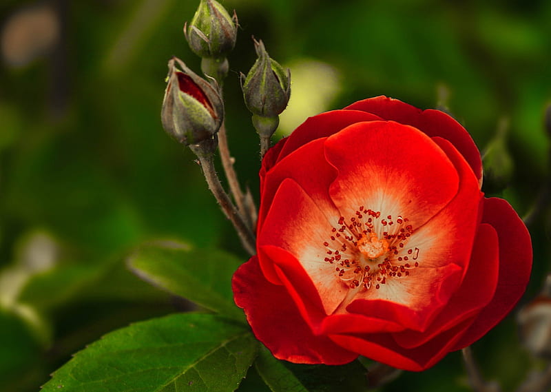 Rose, flower, red, green, HD wallpaper