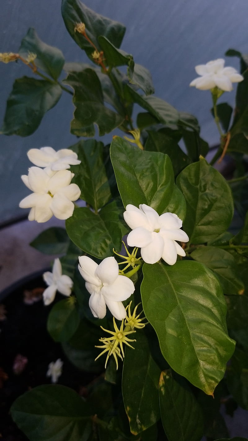 Jasmine, flowers, flowers, jasmine flower nature, natural, plant,  primavera, HD phone wallpaper | Peakpx