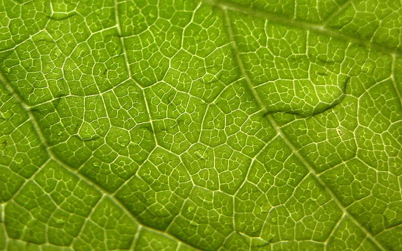 green veins, HD wallpaper