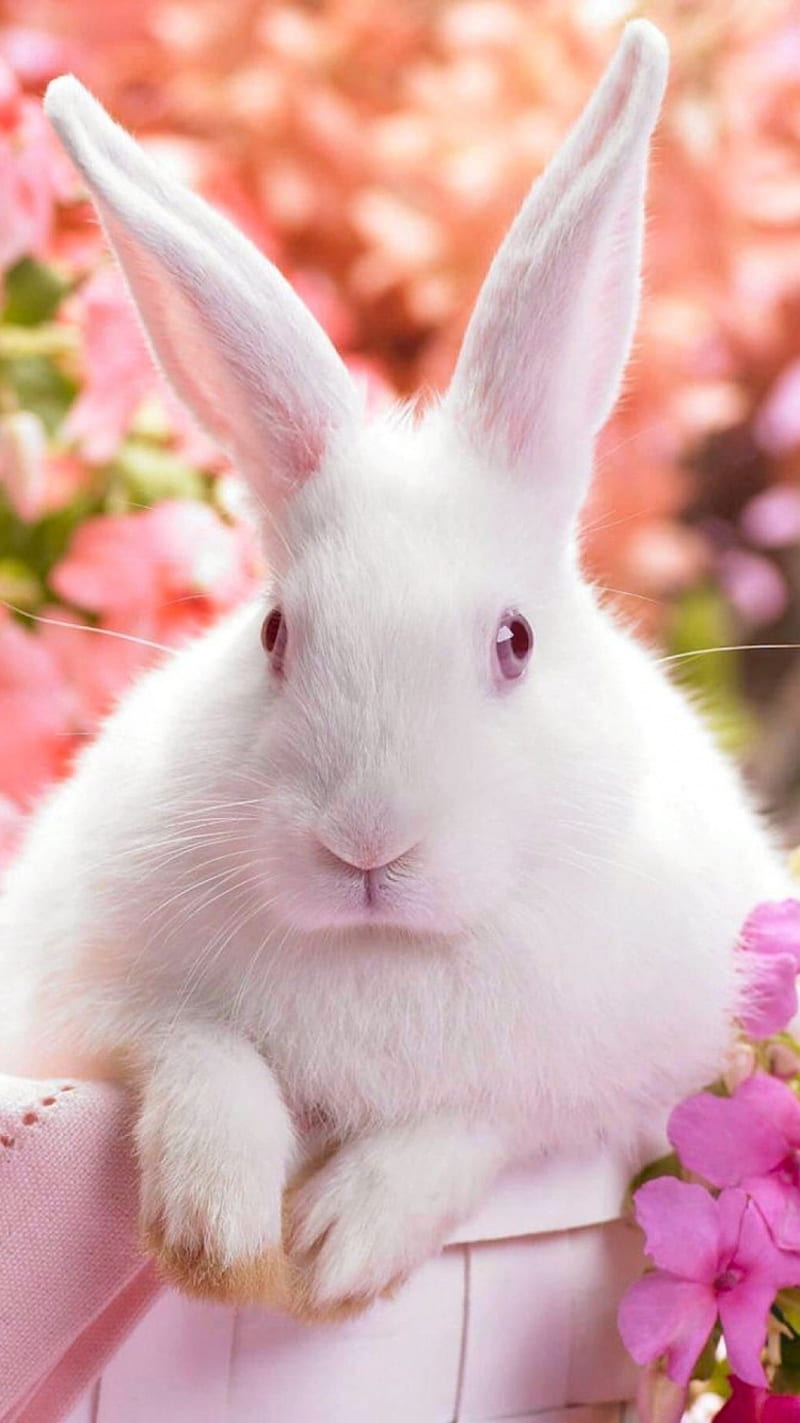 Bunny, edge, friendship, pets, rabbit, HD phone wallpaper