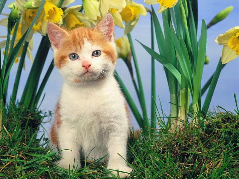 YOUNG,KITTEN,FORGROUND,BACKGROUND,FLOWERS, cute, adorable, loveable, kitten, HD wallpaper