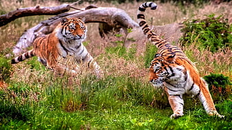 Laufendes Tiger Hintergrundbild HD