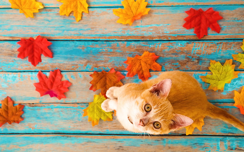 ginger cat, autumn leaves, yellow leaves, domestic cat, pets, HD wallpaper