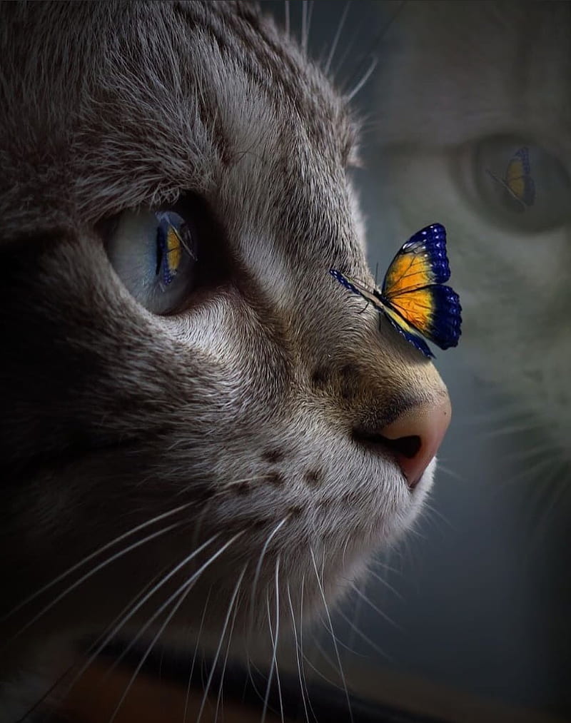 Cute cat, butterfly, cats, love, HD phone wallpaper | Peakpx