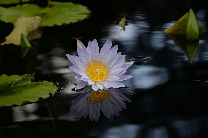 white and purple water lily in bloom, HD wallpaper