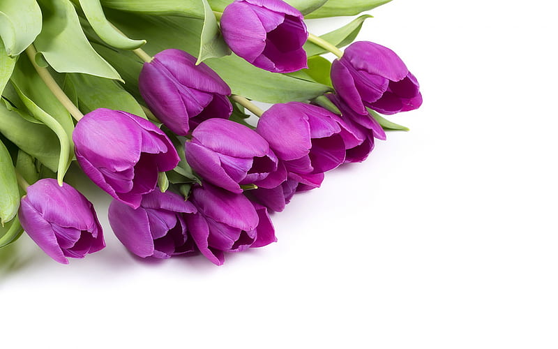 purple tulips, white background, beautiful spring flowers, tulips, bouquet, floral background, HD wallpaper