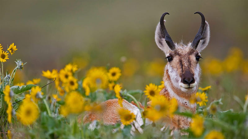 Animal, Antelope, Flower, Wildlife, HD wallpaper