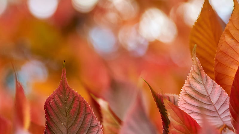 Leaf Macro During Fall Season Nature, HD wallpaper