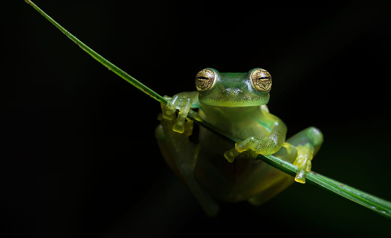 Frog, black, broasca, green, amphibian, HD wallpaper