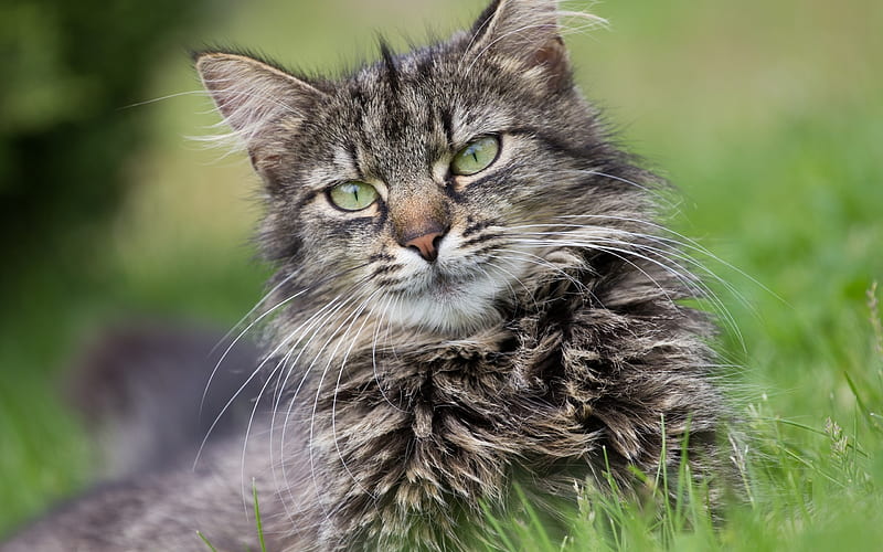Maine Coon, bokeh, green eyes, fluffy cat, close-up, cute animals, gray Maine Coon, pets, cats, domestic cats, Maine Coon Cat, HD wallpaper