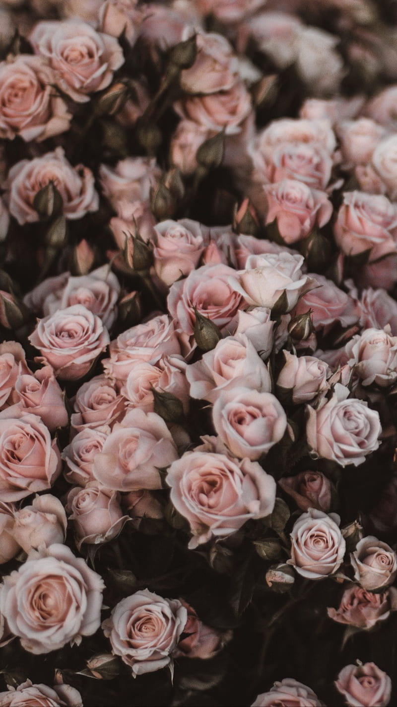 Pink roses, bonito, black, flower, flowers, gris, love, popular, rose, HD  phone wallpaper | Peakpx