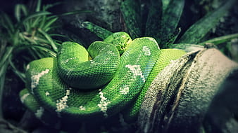 Hewan, Ular, Reptil, Python, Python Pohon Hijau, wallpaper HD