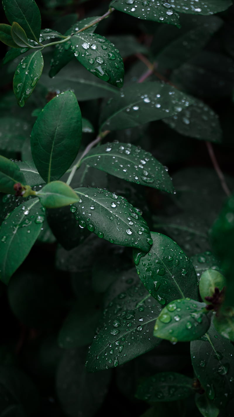 leaves, branches, drops, dew, macro, HD phone wallpaper