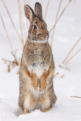 Snowshoe hare stare by Deena Sveinsson, winter, hare, bunny, white