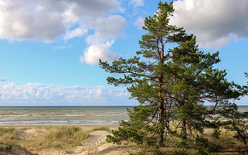 Beach in Latvia, beach, clouds, trees, sea, Latvia, HD wallpaper