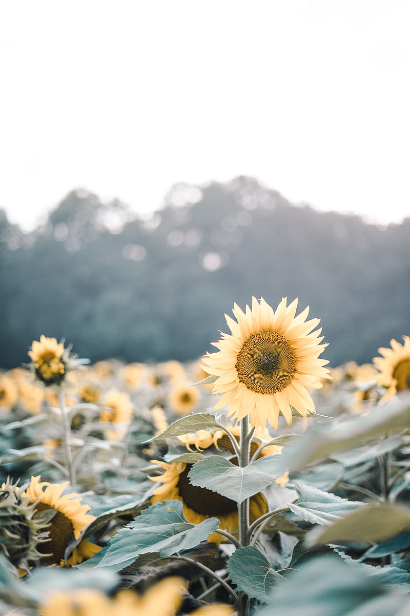 sunflowers, flowers, field, flowering, plants, HD phone wallpaper
