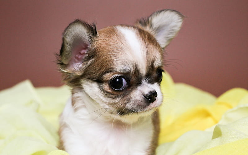 Chihuahua, puppy, dogs, bokeh, brown chihuahua, close-up, cute animals, pets, Chihuahua Dog, HD wallpaper
