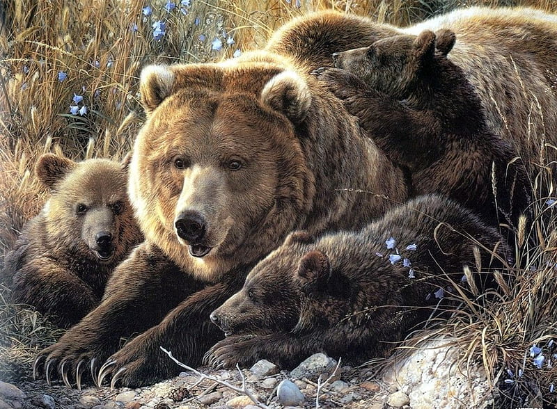 Bear family, bear, family, wild life, brown, HD wallpaper