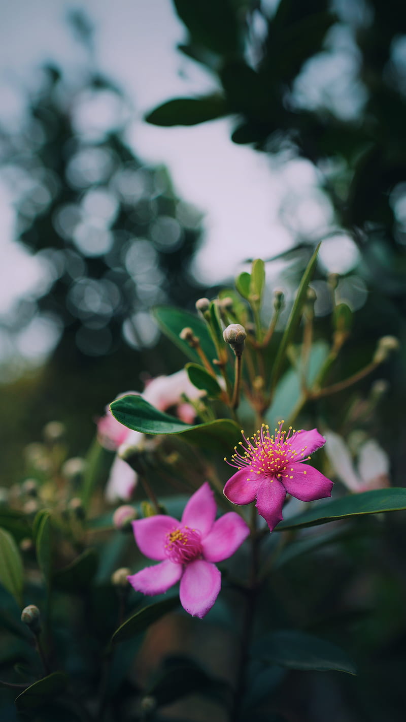 flowers, pink, macro, branch, plant, HD phone wallpaper