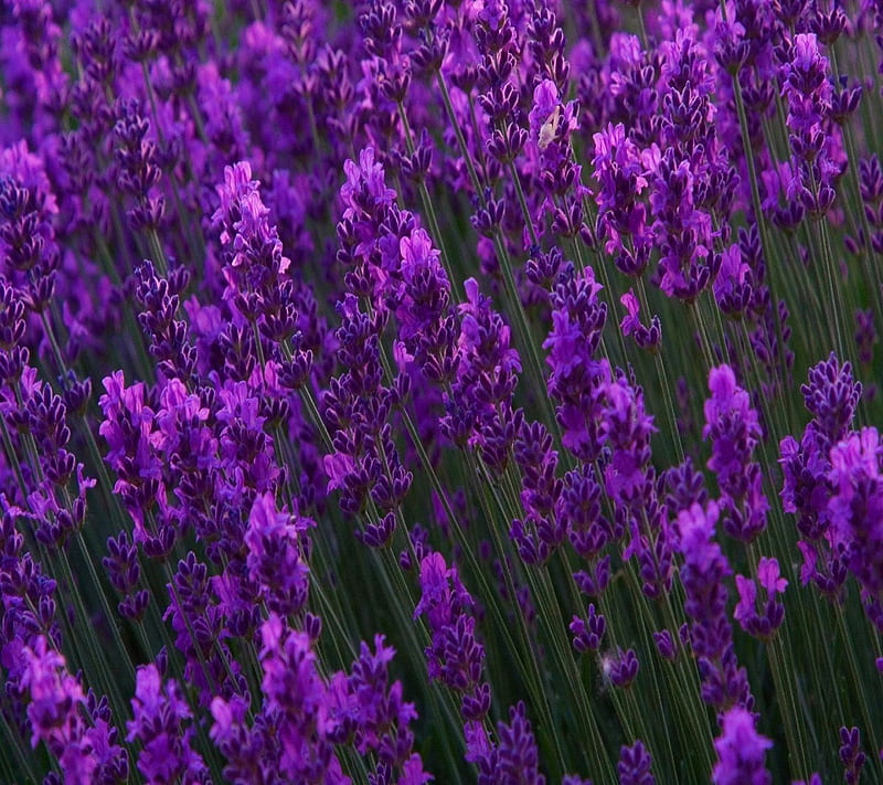 Lavender flowers, background, flowers, lavender, nature, purple, HD  wallpaper | Peakpx