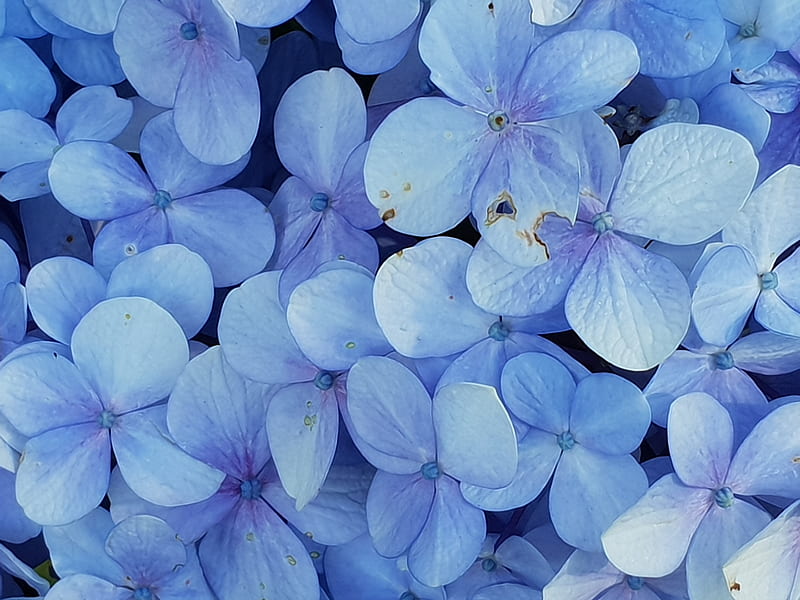 Close-up of Blue Petaled Flowers, HD wallpaper