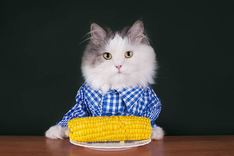 What?, corn, food, yellow, cat, dish, svetlana valyiskaya, funny, white, pisica, blue, HD wallpaper