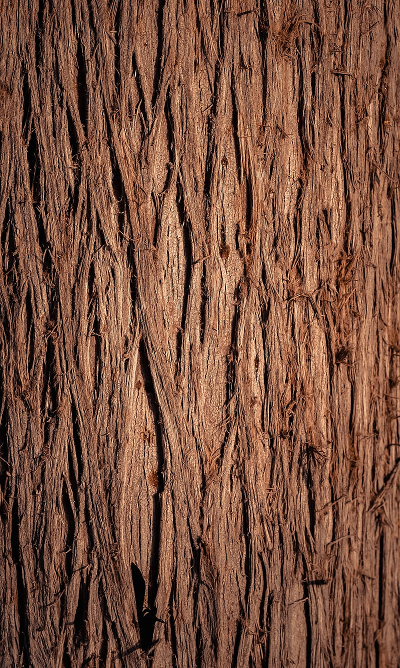 wood, wooden, bark, texture, HD phone wallpaper