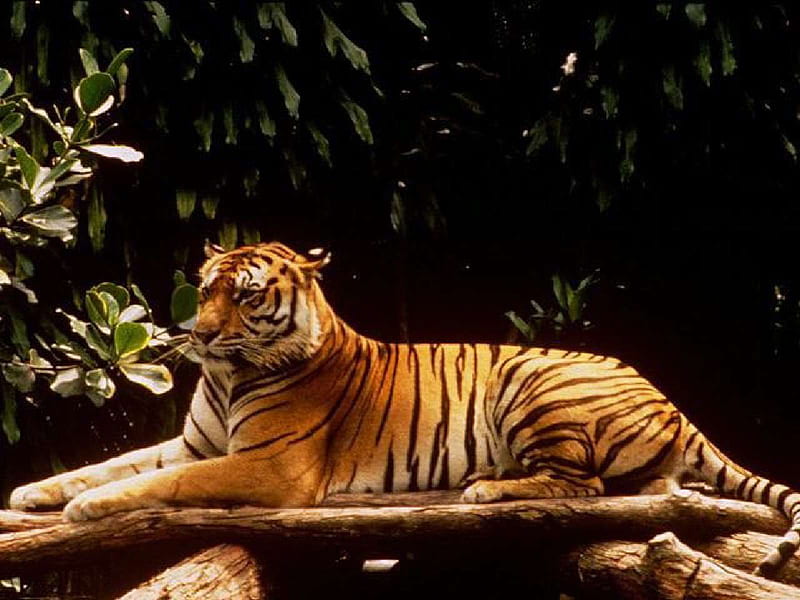 Relaxing Tiger, stripes, tiger, relaxing, laying, HD wallpaper