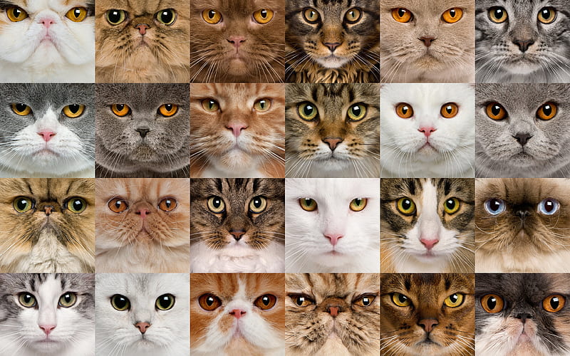 breeds of cats collage, different cats, muzzle of cats, cute animals, cats, collage, HD wallpaper