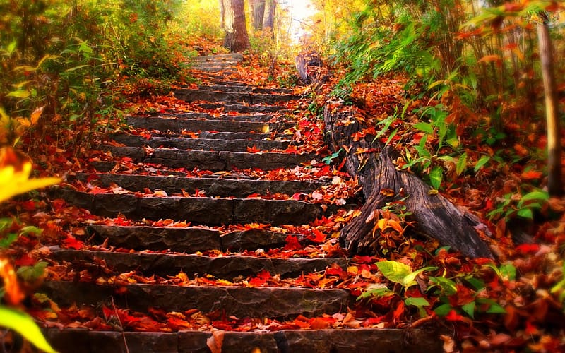 Leaf, Stairs, HD wallpaper | Peakpx