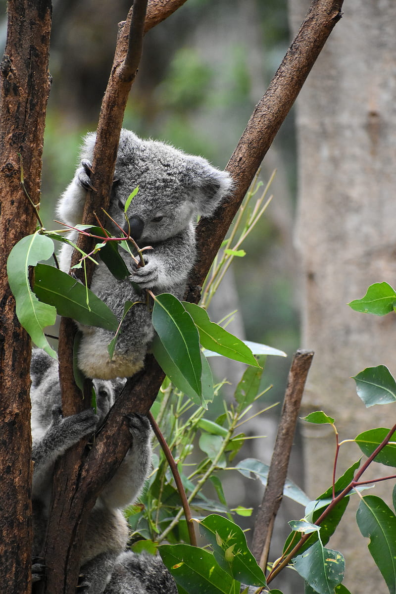 koala, funny, animal, branches, leaves, HD phone wallpaper