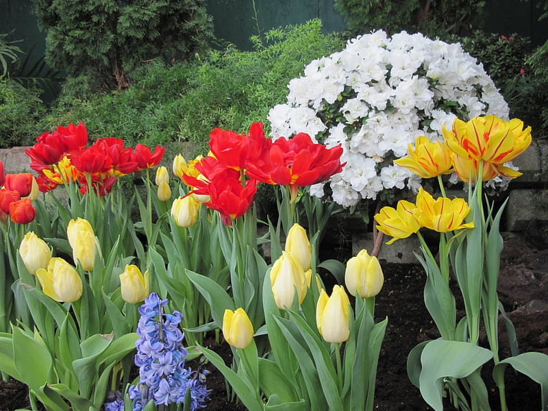 Spring Day in my garden 58, Hyacinths, yellow, Tulips, graphy, green, garden, Flowers, white, Blue, HD wallpaper