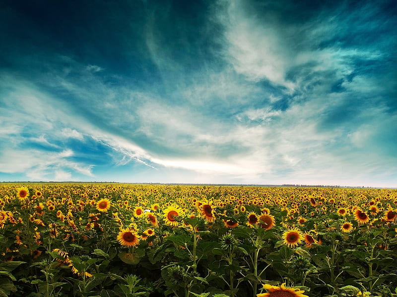 sunflower field, flowers, fields, HD wallpaper