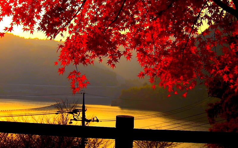 River Maple Leaf-Golden autumn landscape, HD wallpaper