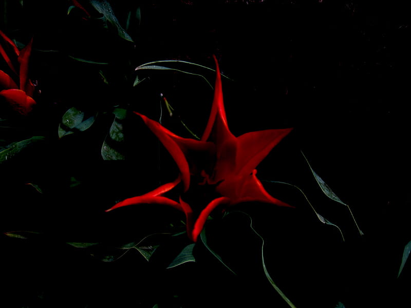 Red Star Flower, red, black, abstract, leaves, green, flowers, petals, tulip, star, HD wallpaper