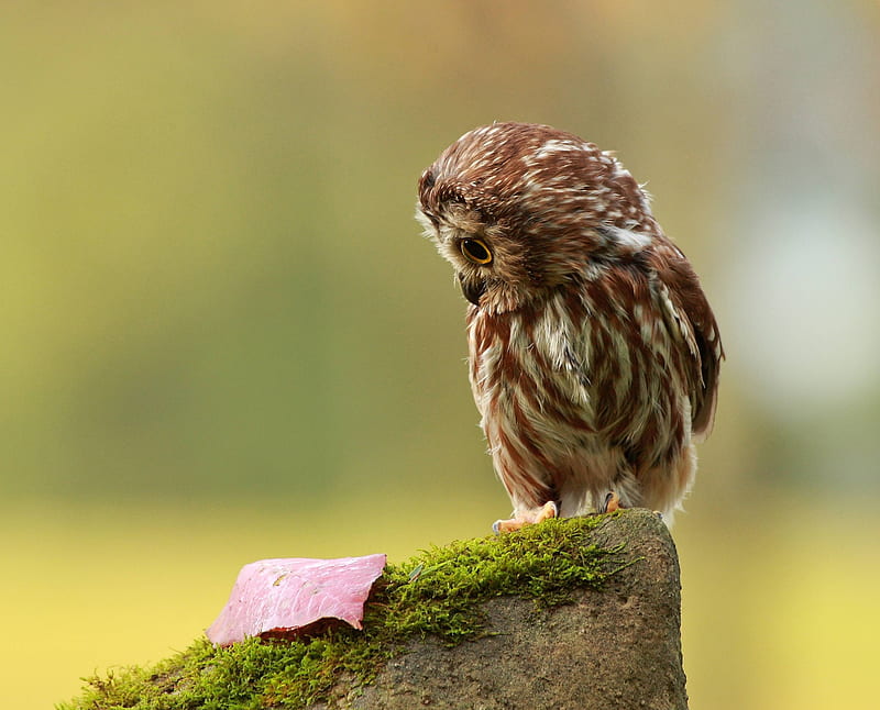 Snow Owl, bird, cute, gris, little, HD wallpaper