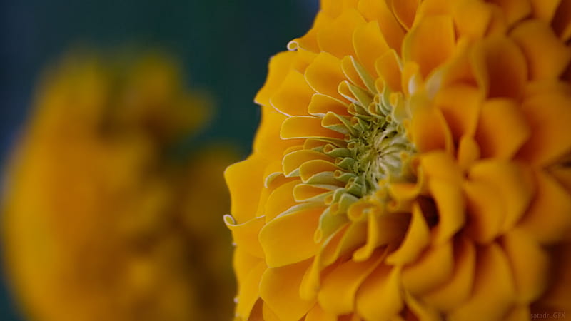 yellow flower, canon, flower, yellow, beauty, sat, 1000d, HD wallpaper