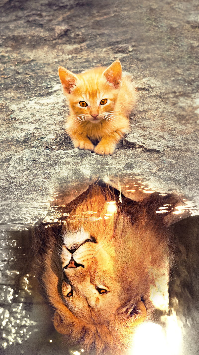 Cat Lion, Vip3r, animal, animation, mirror, popular, video, water, HD phone wallpaper