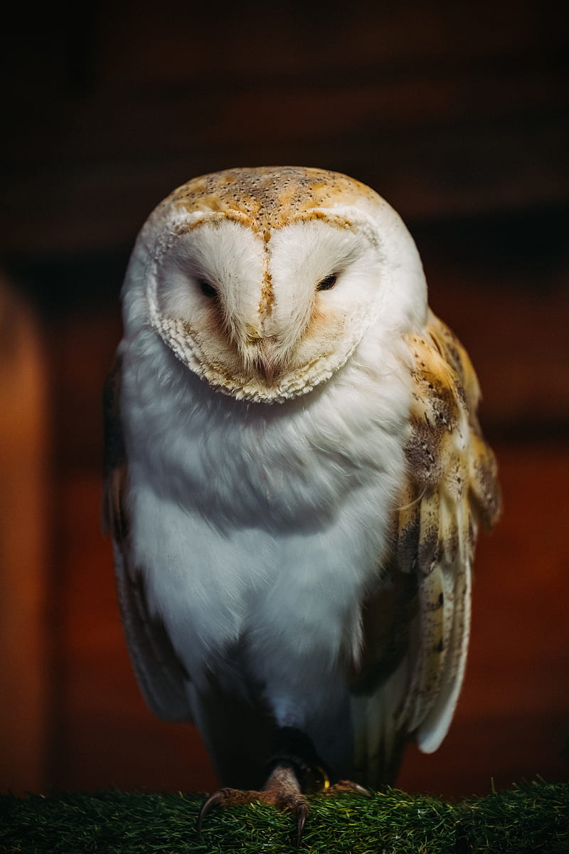 barn owl, owl, bird, predator, white, HD phone wallpaper