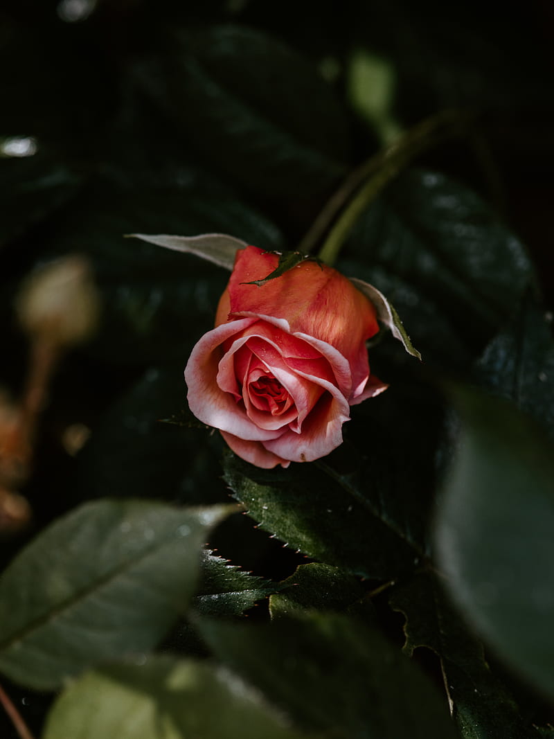 rose, flower, pink, plant, bloom, HD phone wallpaper